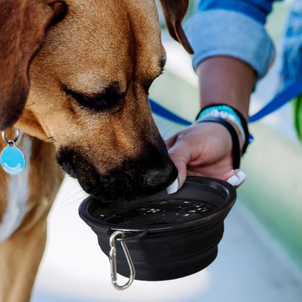 Silicone Collapsible Pet Bowl - Image 8