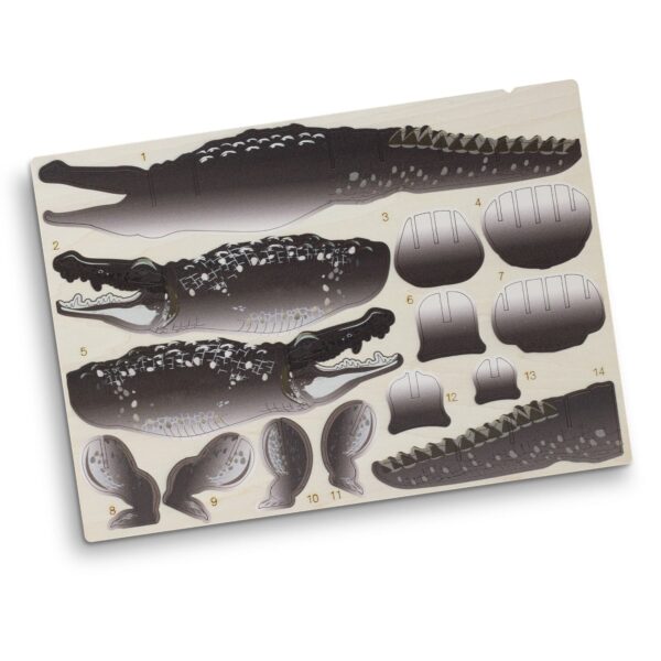 BRANDCRAFT Crocodile Wooden Model - Image 4
