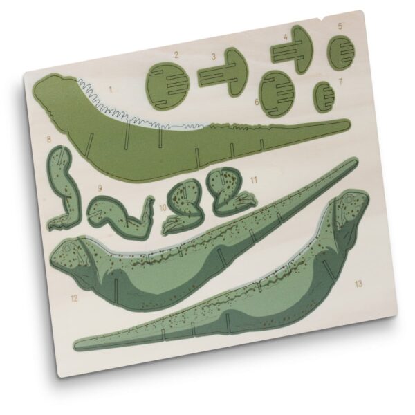 BRANDCRAFT Tuatara Wooden Model - Image 4