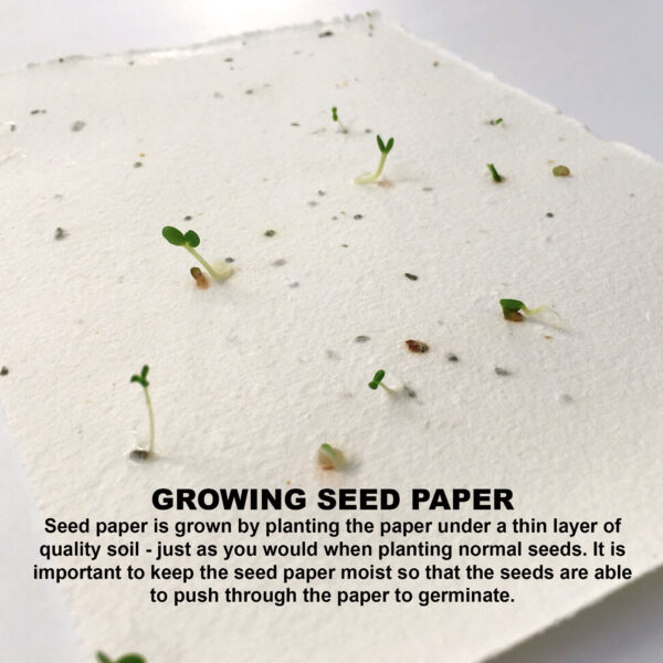 Daisy Seed Sticky Note Pad - Image 6